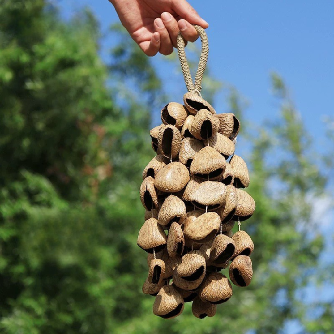From Seed to Sound — Instruments of Calm